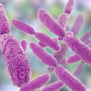 Klebsiella
